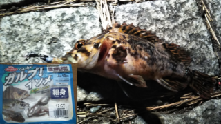 ガルプ イソメでメバリング あそりてぃの釣りりてぃ ガルプ イソメでメバリング あそりてぃの釣りりてぃ